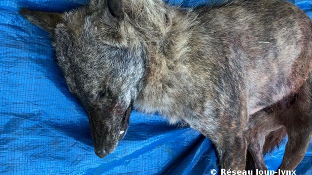 © Réseau loup-lynx